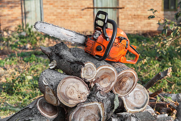 Tree Root Removal in Gratton, VA